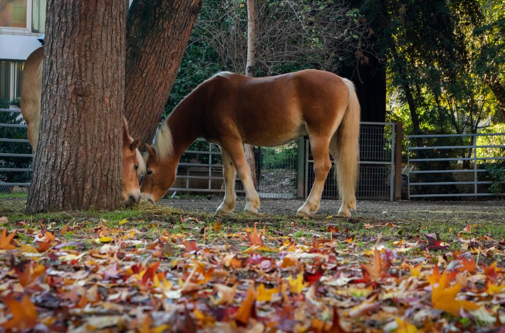 A Niguarda il cavallo diventa parte del percorso di riabilitazione per bambini e ragazzi con disabilità